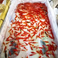 فروش عمده ماهی قرمز با قیمت استثنایی