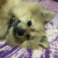 پامر روباهی نر اصیل خوش قیمت