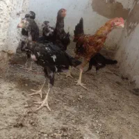 لاری|حیوانات مزرعه|مشهد, یاس|دیوار