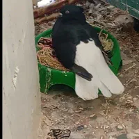 عبدالخان