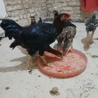 مرغ و خروس لاری و تخم گذار