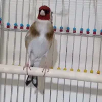 سهره جفتی قرص بخون