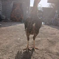 فروشی قیمت هشت میلیون