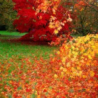 استخدام پارکبان