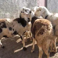 بره نر افشاری