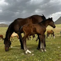 کارگر پرورش اسب و مزرعه حیوانات