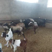 استخدام کارگر دامداری