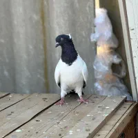 کبوتر راهب المانی|پرنده|گلوگاه, |دیوار