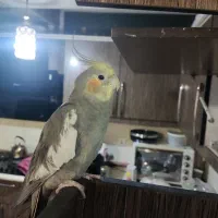 عروس هلندی با قفس فروش به بالاترین قیمت پیشنهادی