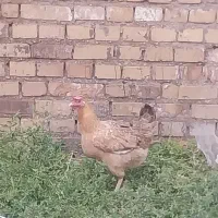 مرغ وخروس