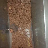 همستر دستی|موش و خرگوش|جهرم, |دیوار