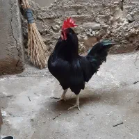 خروس مرندی