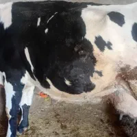 گاو و گوساله ماده سیمینتال|حیوانات مزرعه|هرسین, |دیوار