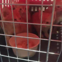 واگذاری گربه|گربه|اهواز, مجاهد|دیوار