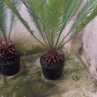 دو عد سیکاس بزرگ وچند عدد گلدان دیگر|گل و گیاه طبیعی|رشت, بیجارپس|دیوار