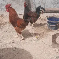 خروس،خروس،خروس،،