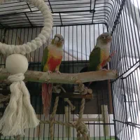 فروش فوری جفت مولد گرینچیک کار داده ۲ ساله