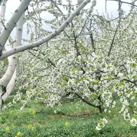 گیلاس تک دانه و بادام مامایی