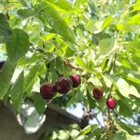 گیلاس درجه یک