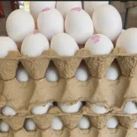 تخم مرغ ۱۲ کیلویی