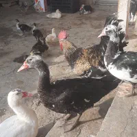 اوردک اسرایلی