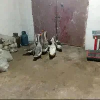 قو قاز|حیوانات مزرعه|پارسآباد, |دیوار