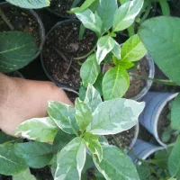 گل اپارتمانی مقاوم|گل و گیاه طبیعی|فسا, |دیوار