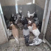 کبوتر کشتی و داشتی