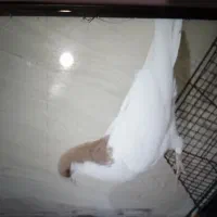 زیورآلات تزعینی زرد سشصتی دوتا 1|بدلیجات|تاکستان, |دیوار