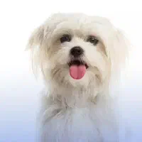 سگ  پاپی ماده سایز ریز