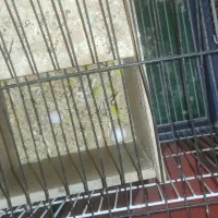 کوتوله فیشر طلایی|پرنده|فولادشهر, A3|دیوار