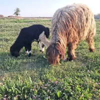 میش|حیوانات مزرعه|دزفول, |دیوار