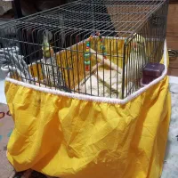 عروس هلندی|پرنده|الوند, |دیوار