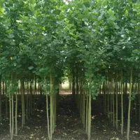 فروش انواع و ارقام میوه و گردو در نهالستان