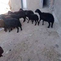 بره نر قره قزل و قزل افشار داشتی