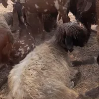 1راس گوسفند