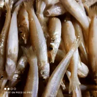 ماهی خکک|ماهی|بندر دیر, |دیوار