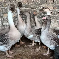 قوغاز ، غاز وحشی و اردک خارجی