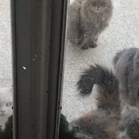 واگذاری گربه