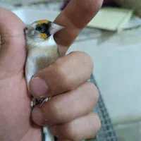 سهره گم شده