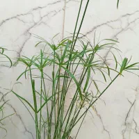 نخل مرداب و  گل یخ|گل مصنوعی|مشهد, رضاشهر|دیوار