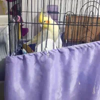 عروس هلندی جفت مولد|پرنده|ارومیه, |دیوار