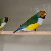 فنچ گلدین|پرنده|کرج, ساماندهی|دیوار