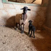 شیشک درجه یک