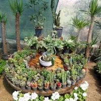 انواع گل و ساکولنت زاموفیلیا، افوربیا،شفلرا، خیامی