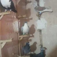 ۷تا نر پرشی جوان