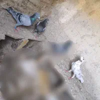 کبوتر