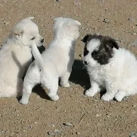 پامر|سگ|مشهد, کاظم آباد پنجشنبه|دیوار