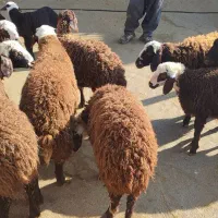 بره|حیوانات مزرعه|فیروزآباد (لرستان), |دیوار