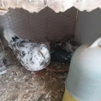 نراماده قاردم سفید|پرنده|اصفهان, رسالت|دیوار
